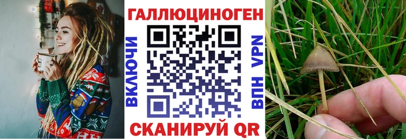 Псилоцибиновые грибы Psilocybe  Мглин 